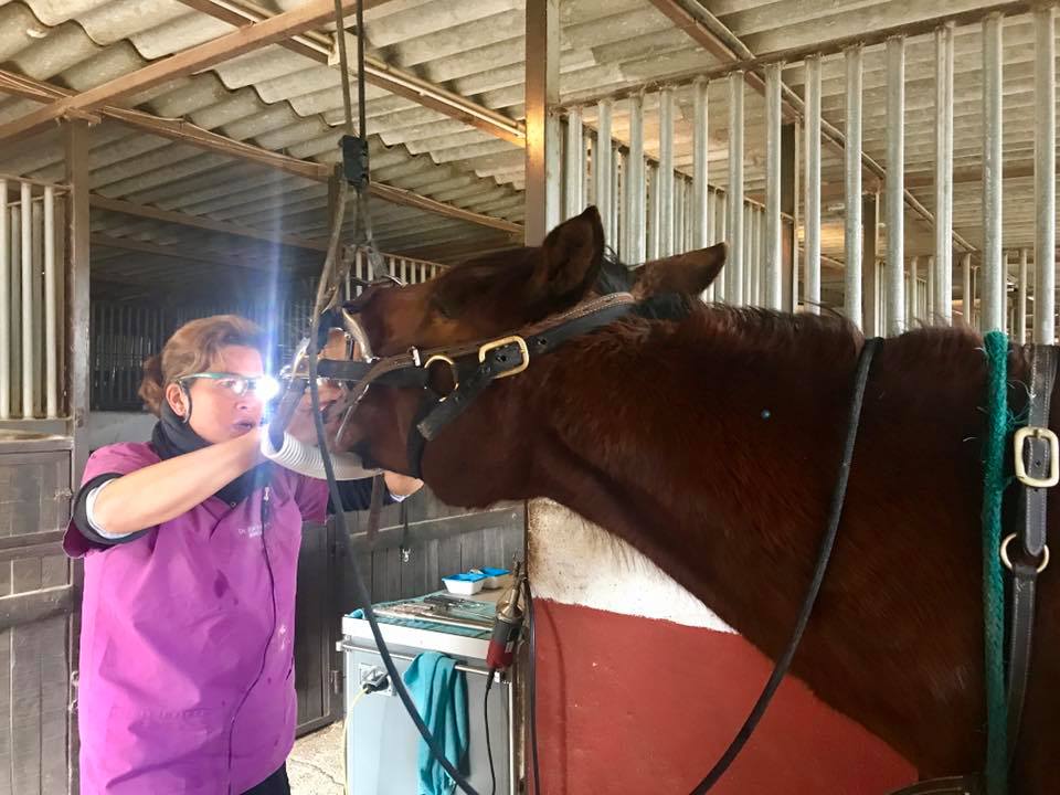 O veterinário utiliza PowerLight lite Sporty para tratamento dentário de cavalos